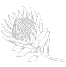 Beauty Balanced Logo